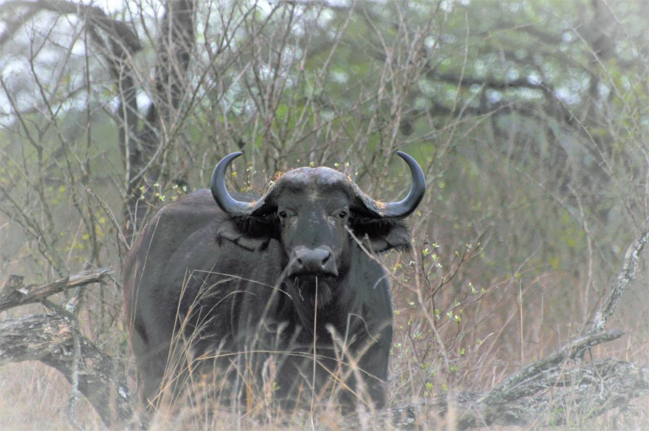 Hazyview Buffalo Game Lodge Exterior photo